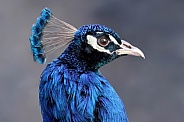 Common peacock (Pavo cristatus)