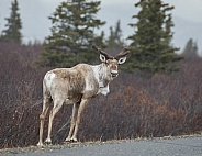 Northern Caribou or Reindeer