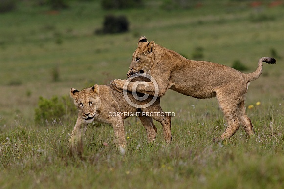 Lion cubs play fighting