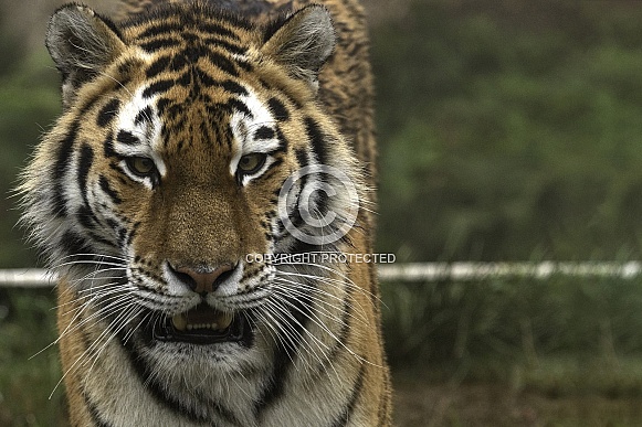 Amur Tiger Close Up Face Shot