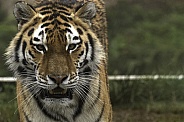 Amur Tiger Close Up Face Shot