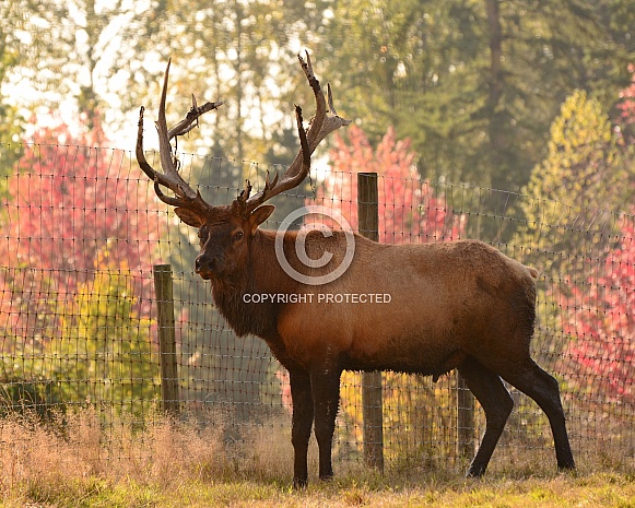 Roosevelt Elk - Bull