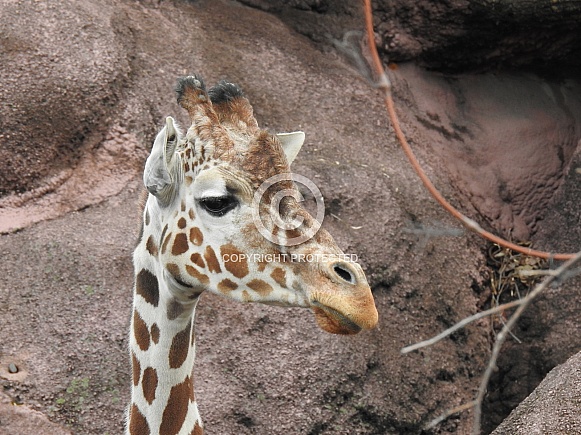 Giraffe closeup