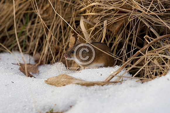 Striped Field Mouse
