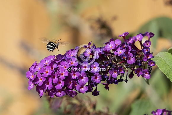 Blue banded bee.