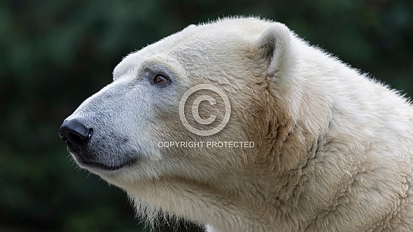 Polar Bear (Ursus maritimus)