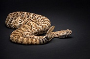 Rattlesnake on Black Background
