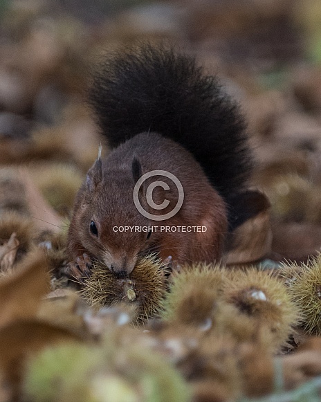 Red squirrel opening sweet chestnut