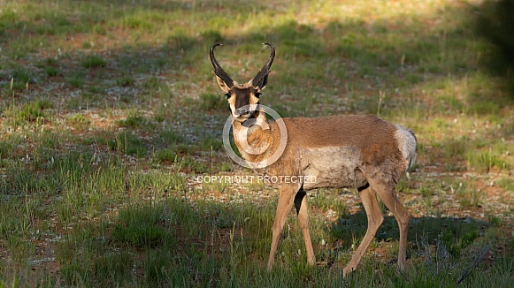 Pronghorn antelope, Antilocarpra americana