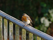 European Red robin