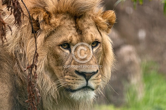 Male African Lion Close Up Looking Back