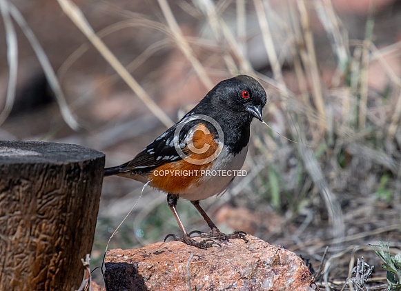 Spotted Towhee along the Front Range of Colorado
