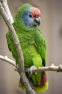 Red-tailed amazon macaw