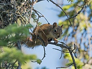 Curious Tree Squirrel
