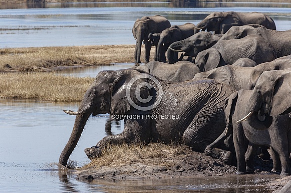 Herd of African Elephants - Botswana