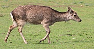 Female deer walking