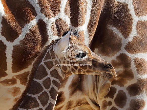 Giraffe (Giraffa camelopardalis reticulata)