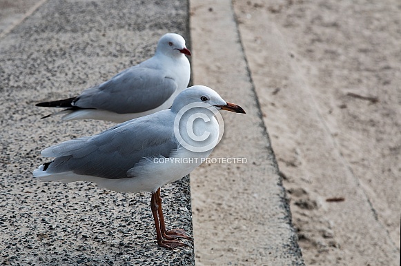Seagull pair