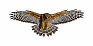 Red shouldered Hawk - Buteo lineatus - wings extended, great detail