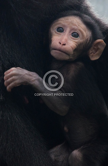 Sulawesi Crested Macaque - Baby Hugs