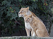 Lioness and Young lion