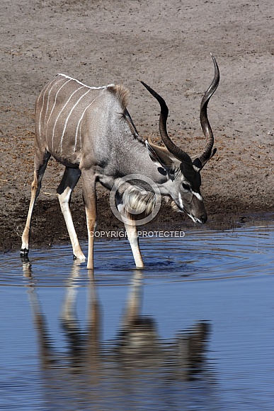 Kudu drinking at a waterhole - Namibia