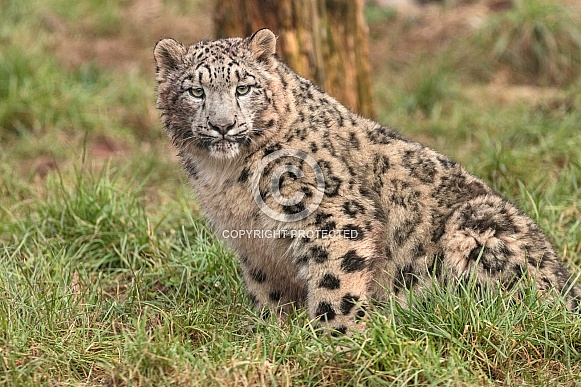 Snow Leopard Sitting In Grass