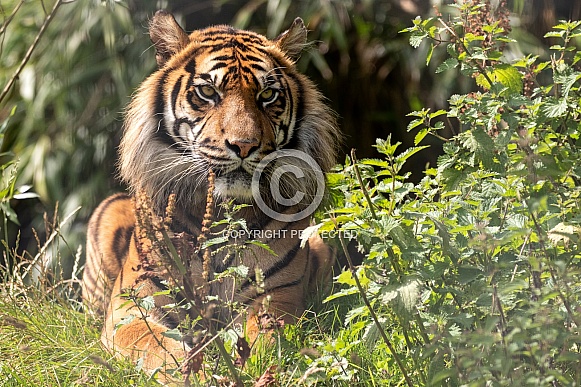 Sumatran Tiger Lying In Long Grass