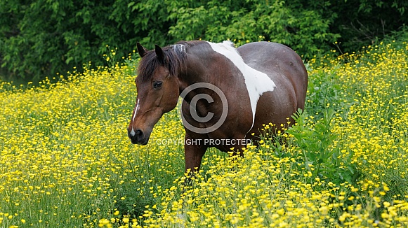 Paint horse walking in a field of buttercups