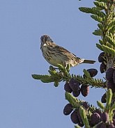 Lincoln's Sparrow Perched on a Spruce Tree