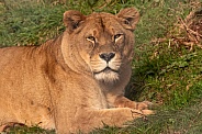 African Lioness Lying Down
