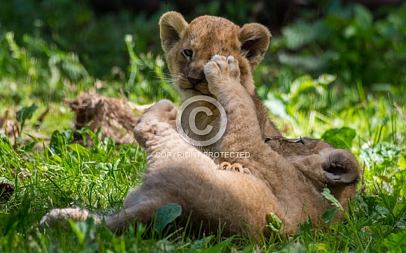 Lion cub's playing