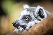 Ring Tailed Lemur (lemur catta)