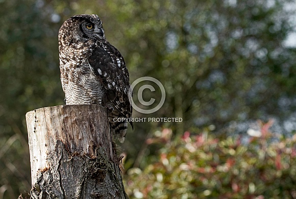 African Spotted Eagle Owl On Stump In Natural Surroundings