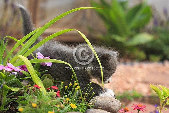 Little Kitten in Garden