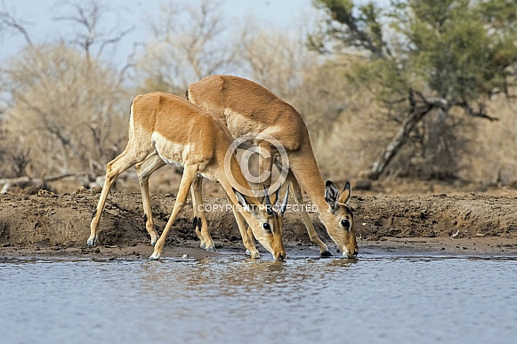 Impala Mother and Fawn