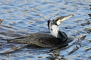 great cormorant (Phalacrocorax carbo)
