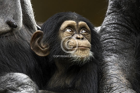 Baby Chimpanzee Close Up Looking Upwards