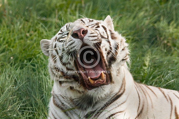 Yawning White tiger