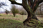 Dutch oak