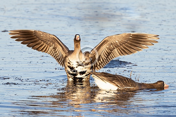 White-fronted or Specklebelly Goose Stretch