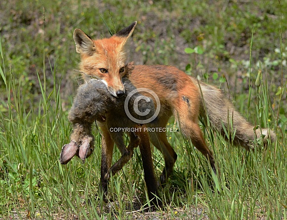 This Red Fox caught a Snowshoe Hare for lunch