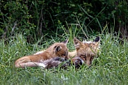 Red Fox--Big Brother Little Brother