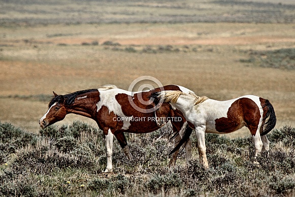 Wild Horse—McCullough Peaks, Wyoming
