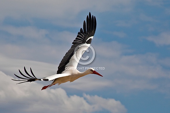 The white stork flying, Ciconia