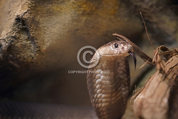 Egyptian Cobra