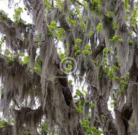 Sweetgum Tree graced with the beauty of Spanish Moss
