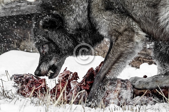 Grey Wolf-Don't Touch My Food
