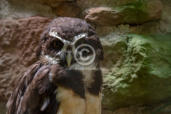 Brown wood owl