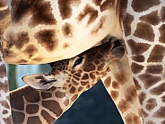 Giraffe (Giraffa camelopardalis recticulata)
